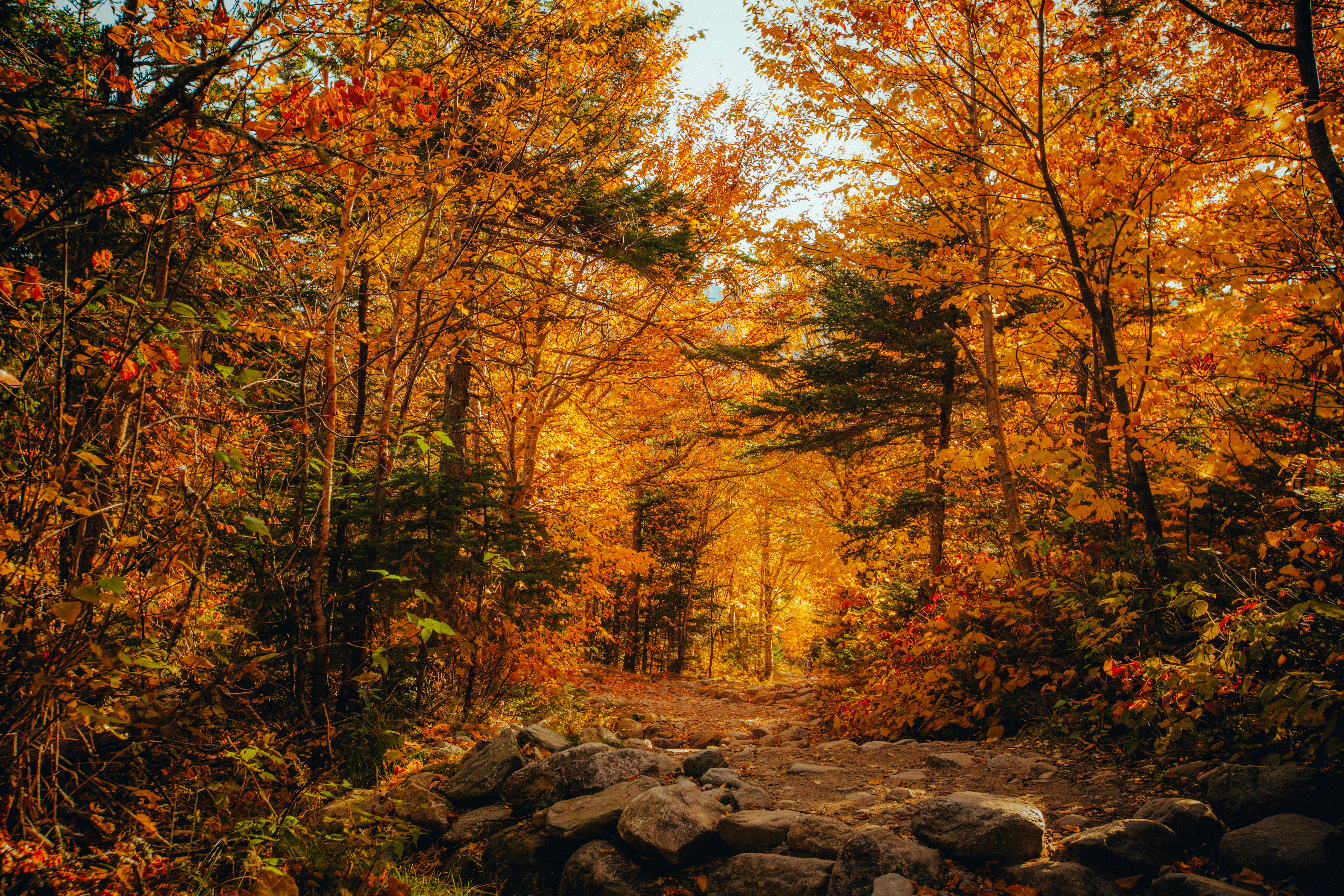 scenic background